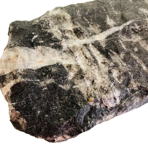 Orthoceras Fossil Specimen On Black Matrix 8 1/2" x 4" - Picture 8 of 10